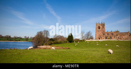 Herde Schafe weiden in die hügelige Landschaft mit der Pfarrkirche von St. Michael auf dem Hügel über große Nur an der Cheshire Dorf Marbury Stockfoto