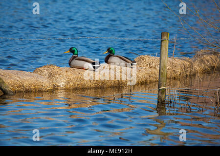 Zwei männliche Stockenten Anas platyrhynchos sitzen auf Strohballen in das Wasser einer Cheshire See/Nur/pomd Stockfoto