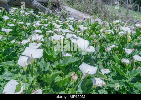 Viele weiße Calla Lilien Stockfoto