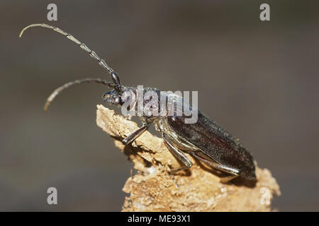 Makro von großer Steinbock Käfer (Cerambyx Cerdo). Bild in Spanien Stockfoto