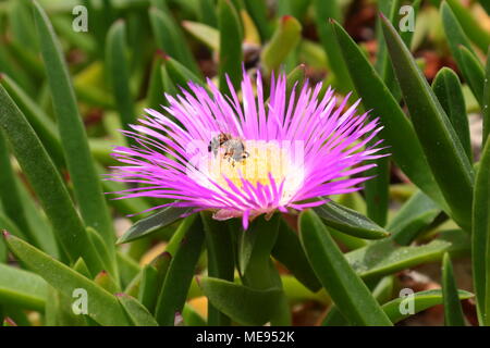 Biene auf rosa Carpobrotus sp., wie Sea Bild, umgeben von saftigen Blätter bekannt Stockfoto