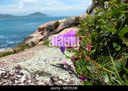 Lila Tibouchina granulosazellen von felsigen Klippe mit dem Meer im Hintergrund, Praia do Rosa, Brasilien Stockfoto