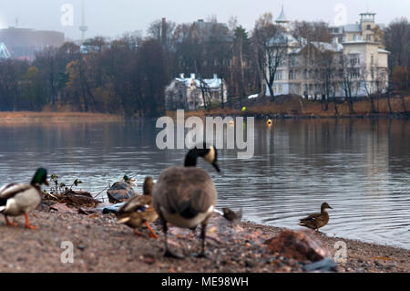 Enten in der töölönlahti Park, Central Helsinki, Finnland, Europa. Stockfoto