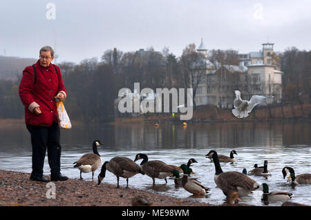 Alte Frau Füttern der Enten in Töölönlahti Park, Central Helsinki, Finnland, Europa. Stockfoto