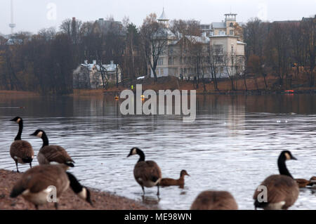 Enten in der töölönlahti Park, Central Helsinki, Finnland, Europa. Stockfoto