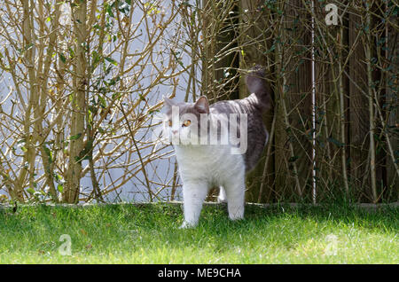 Britisch Kurzhaar Katze in Flieder kommt, aus der Absicherung Stockfoto