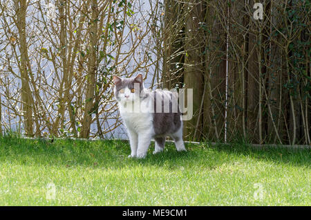 Britisch Kurzhaar Katze bleiben auf eine Wiese und schauen in Richtung Kamera Stockfoto