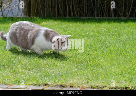 Britisch Kurzhaar Katze spielen auf grünen Rasen Stockfoto