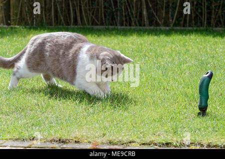 Britisch Kurzhaar Katze spielen auf grünen Rasen Stockfoto