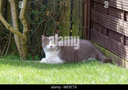 Britisch Kurzhaar Katze liegt am Rand der Wiese und schaut in Richtung Kamera Stockfoto