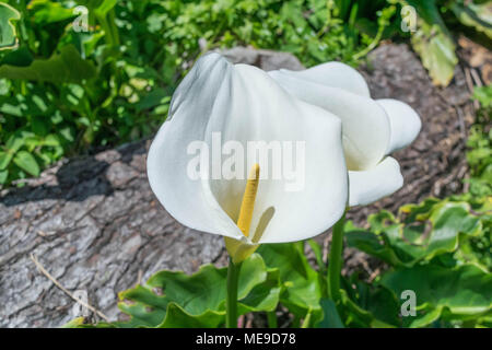 Drei weiße Calla Lilien, neben einem Log Stockfoto