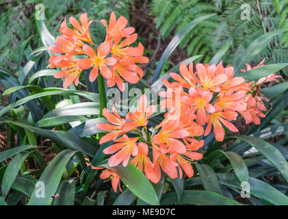 Feuer Lilien - isoliert, Nahaufnahme der Blüte Feuer lily Pflanzen, mit Coral farbige Lilien mit leuchtend gelben Zentren Stockfoto