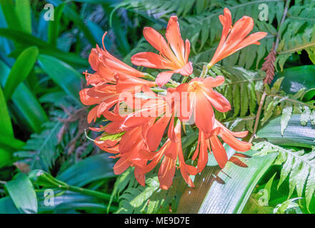 Feuer Lilien - isoliert, Nahaufnahme der Blüte Feuer lily Pflanzen, mit Coral farbige Lilien mit leuchtend gelben Zentren Stockfoto