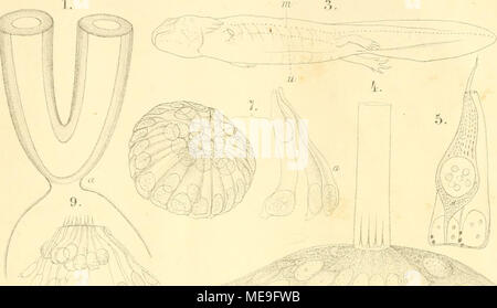 . Klassen und Ordnungen des Thier-Reichs, wissenschaftlich dargestellt in Wort und Bild. Stockfoto