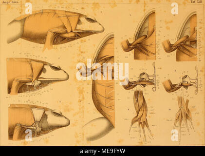. Klassen und Ordnungen des Thier-Reichs, wissenschaftlich dargestellt in Wort und Bild. Stockfoto