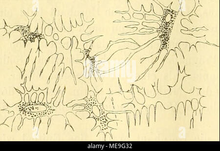. Klassen und Ordnungen des Thier-Reichs, wissenschaftlich dargestellt in Wort und Bild. Stockfoto