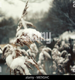 Dickichte des trockenen Schilf mit Schnee bedeckt. Winter Szene. Im Alter von Foto. Ein verschneiter Tag im Park. Alles mit Schnee bedeckt. Getönten Foto. Stockfoto