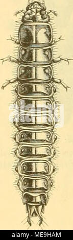 . Die Käfer von Mitteleuropa: Käfer der österreichisch-ungarischen Monarchie, Deutschlands, der Schweiz, sowie des französischen und italienischen Alpengebietes. Stockfoto