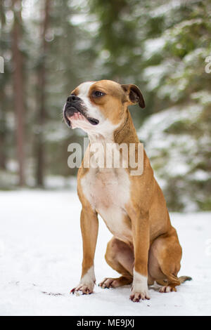 Bulldog-Typ-Hund sitzt im Schnee Stockfoto