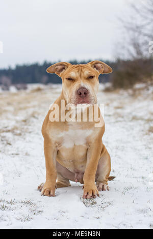 Adorable Arbeiten Pit Bulldog Welpen sitzen auf einer Wiese im Schnee Stockfoto