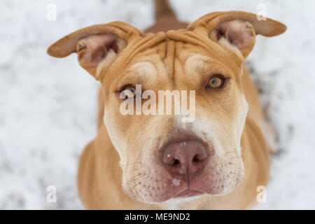 Adorable Arbeiten Pit Bulldog Welpen sitzen auf einer Wiese im Schnee Stockfoto