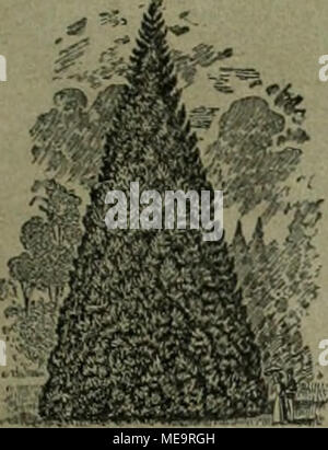 . Gartenkunst sterben. Extra starke Park-u. AlleeMume auf weite Entfernung verpflanzt. = grosse Conifercn = Starke ZiergeliÃ¶lze und StrÃ¤Ucher. Â HochstÃ¤mmige U. niedrige Rosen. - Pflanzen für moderne Hecken und GÃ¤rten. == Mann verlange illustrierten Katalog. Bei grÃ¶sserem Bedarf und Wagonladung Vorzugspreise. G, FxÂ" silxiaa., Baumschulen, Elmshorn in Schleswig-Holstein. Stockfoto