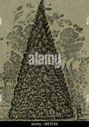 . Gartenkunst sterben. Extra starke Park-u. Alleebänme auf weite Entfernung verpflanzt. -^^-- Grosse Coniferen ========== Starke Ziergehölze und Sträucher. - Hochstämmige u. niedrige Rosen. - Pflanzen für moderne Hecken und Gärten. Man verlange illustrierten Katalog. Bei grösserem Bedarf und Wagonladung Vorzugspreise. G. FrahMn, Baumschulen, Elmshorn in Schleswig-Holstein. Stockfoto