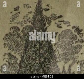 . Gartenkunst sterben. Extra starke Park-u. Alleebäume auf weite Entfernung verpflanzt. Grosse Coniferen Starke Ziergehölze und Sträucher. - Hochstämmige u. niedrige Rosen. - Pflanzen für moderne Hecken und Gärten. Man verlange illustrierten Katalog. Bei grösserem Bedarf und Wagonladung Vorzugspreise. G.] F'K> ci. lxxn., Baumschulen, Elmshorn in Schleswig-Holstein. "Ft; Stockfoto