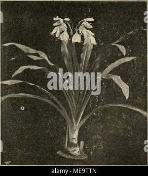 . Gartenwelt sterben. Crinum giganteum. Vom Verfasser für sterben "gartenwelt" photographisch aufgenommen. Gehölze. Über das Veredeln der Blutbuchen. - Unter der ziemlich grofsen Anzahl der zieren-den Spielarten der Gattung Fagus ist wohl die schönste und bekannteste sterben" Blutbuche",/a^j sylvatica var. foliis atropurpurtis, sterben thüringischen Ursprungs sein und von einem Baume aus einem Walde in der Nähe von" Sondershausen" stammen soll. This Form ist durch ganz Deutschland, England und Frankreich ver breitet und namentlich bekannt und wertvoll durch ihre aufserordentliche Wirkung, wen Stockfoto