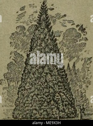 . Gartenkunst sterben. Extra starke Park-n. Alleebänme auf weite Entfernung verpflanzt. =^' Grosse Conifereu = Starke Ziergehölze und Sträucher. - Hochstämmige u. niedrige Rosen. - Pfladzen fiir moderne Hecken und Gärten. Man verlange illustrierten Katalog. Bei grösserem Bedarf und Wagonladung Vorzugspreise. Gm Fpa^ Inm., Baumschulen, Elmshorn in Schleswig-holstein. Mann bittet bei $ teilungen Sieb auf" sterben 6 &Lt;irteiikun $ t "zu bezieben. Suche zum 1. oder 15. April 1913 im Städt.- oder landschaftsgärtn. Betriebe ge-eignete Stellung als Obergärtner oder Gartentechniker. Alter: 27 Jahre. Bisherige pra Stockfoto