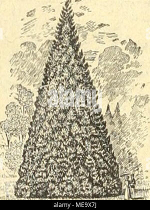 . Gartenkunst sterben. Extra starke Park-u. Alleebänme auf weite Entfernung verpflanzt. -^- Grosse Coniferen (Taxus bis 4 m hoch). ^ - Starke Zicrgchölze und Sträuchcr. - Hochstämmige u. niedrige Rosen. - Pflanzen für moderne Hecken und Gärten. ^^^ -=Man verlange illustrierten Katalog. -======== Bei grösserem Bedarf und Wagonladung Vorzugspreise. G, Fr "Ali. Mn., Baumscliulen, Elmshorn in Schleswig-Holstein. Stockfoto