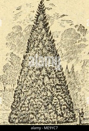 . Gartenkunst sterben. Extra starke Park-u. Alleeliänme auf weite Entfernung verpflanzt. ^^ --- Grosse Coniferen (Taxus bis 4 m hoch). = Starke Ziergehöize und Sträucher. - Hochstämmige u. niedrige Rosen. - Pflanzen für moderne Hecken und Gärten. =^= Mann verlange illustrierten Katalog. Bei grösserem Bedarf und Wagonladung Vorzugspreise. G. Fr> ein. lixn., Baumschulen, Elmshorn in Schleswig-Holstein. Stockfoto