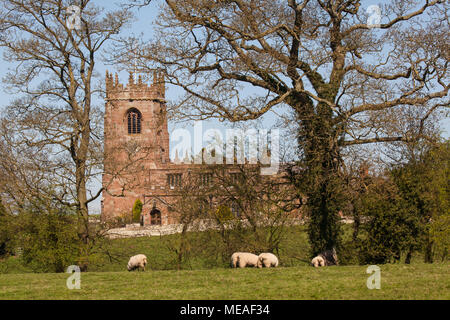 Herde Schafe weiden in die hügelige Landschaft vor der Pfarrkirche St. Michael im Süden Cheshire Dorf Marbury Stockfoto