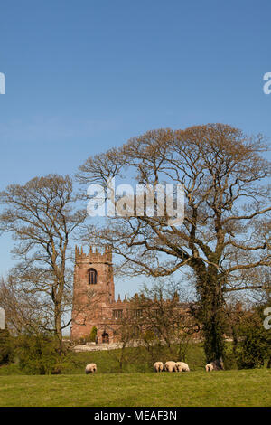 Herde Schafe weiden in die hügelige Landschaft vor der Pfarrkirche St. Michael im Süden Cheshire Dorf Marbury Stockfoto