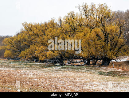 Fremont cottonwood Bäumen, Blättern; spätes Frühjahr Schnee; Salida, Colorado, USA Stockfoto