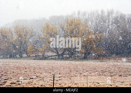 Großen späten Frühling Schneeflocken; Hintergrund; Fremont cottonwood Bäumen, Blättern, Salida, Colorado, USA Stockfoto