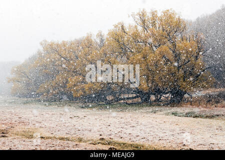 Großen späten Frühling Schneeflocken; Hintergrund; Fremont cottonwood Bäumen, Blättern, Salida, Colorado, USA Stockfoto