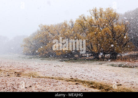 Großen späten Frühling Schneeflocken; Hintergrund; Fremont cottonwood Bäumen, Blättern, Salida, Colorado, USA Stockfoto