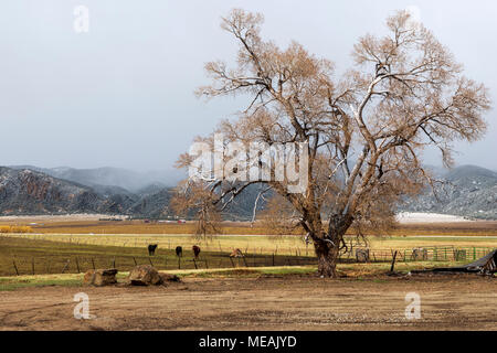 Fremont pappel Baum; spätes Frühjahr Schnee; Salida, Colorado, USA Stockfoto