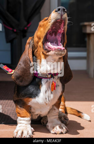 April; 4 Monat alt Basset Hound Dog Stockfoto