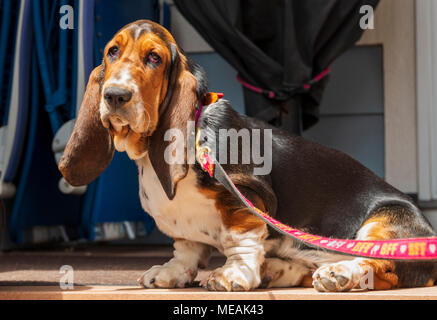 April; 4 Monat alt Basset Hound Dog Stockfoto