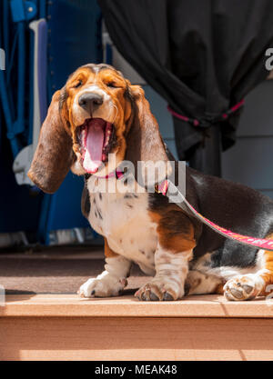 April; 4 Monat alt Basset Hound Dog Stockfoto