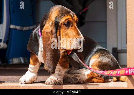 April; 4 Monat alt Basset Hound Dog Stockfoto