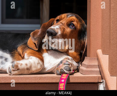 April; 4 Monat alt Basset Hound Dog Stockfoto