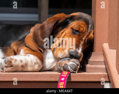 April; 4 Monat alt Basset Hound Dog Stockfoto