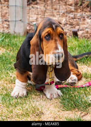 April; 4 Monat alt Basset Hound Dog Stockfoto