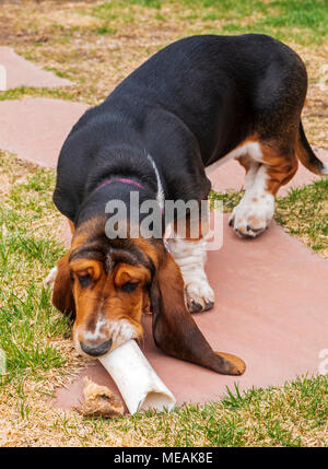 April; 4 Monat alt Basset Hound Dog Stockfoto