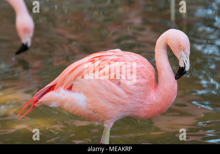 Rosa Flamingo steht in spiegelnden Wasser von Profil Stockfoto