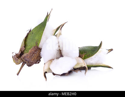 Baumwolle Blume auf weißem Hintergrund Stockfoto