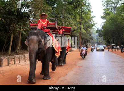 Siem Reap, Kambodscha - Januar 4, 2014: Elefanten Spaziergang entlang einer befahrenen Straße im Angkor Wat Complex Stockfoto